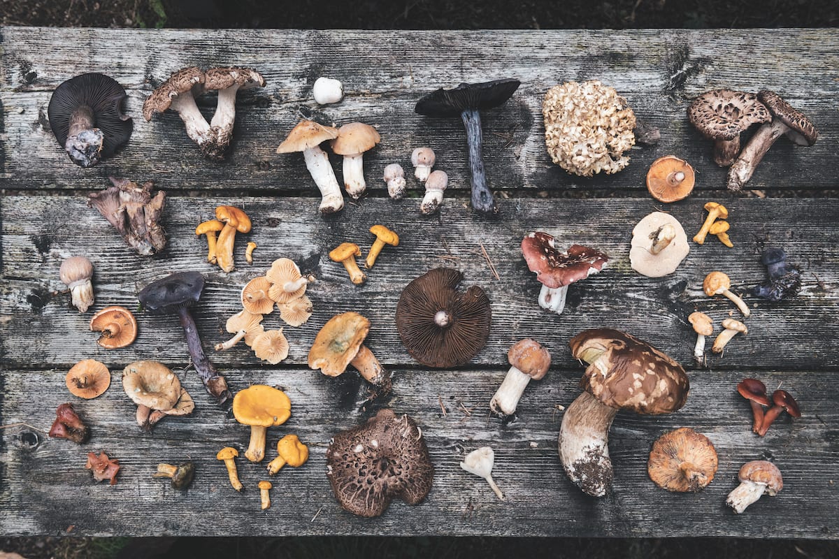 Immagine dal libro Coook the mountain, funghi ©Alex Moling