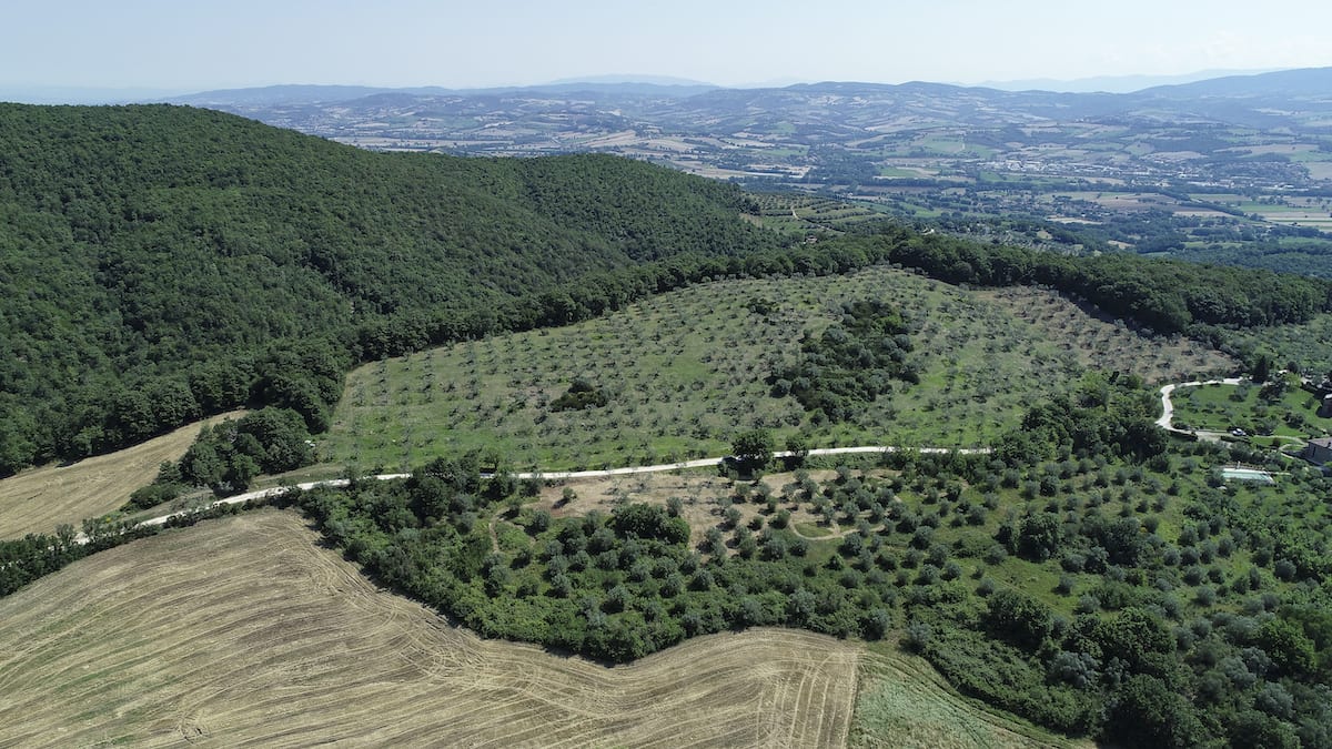 istituto agrario di todi oliveto canonica