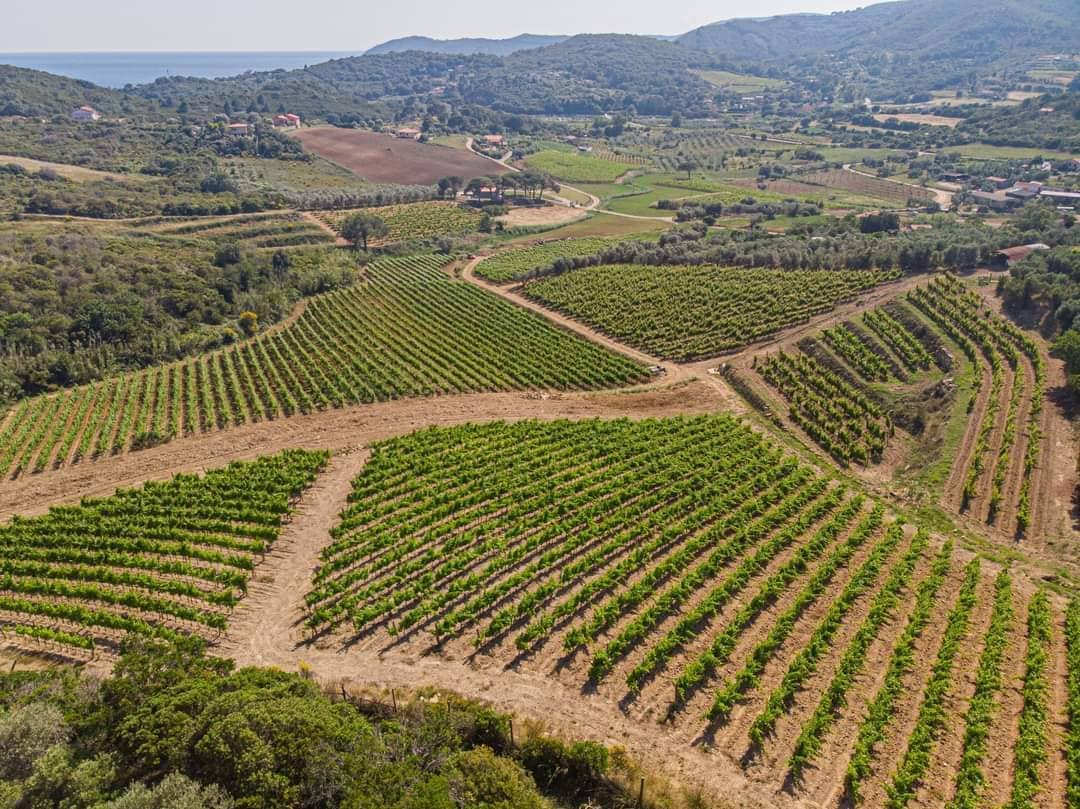 Ansonica dell'Elba Montefabbrello-vigneto