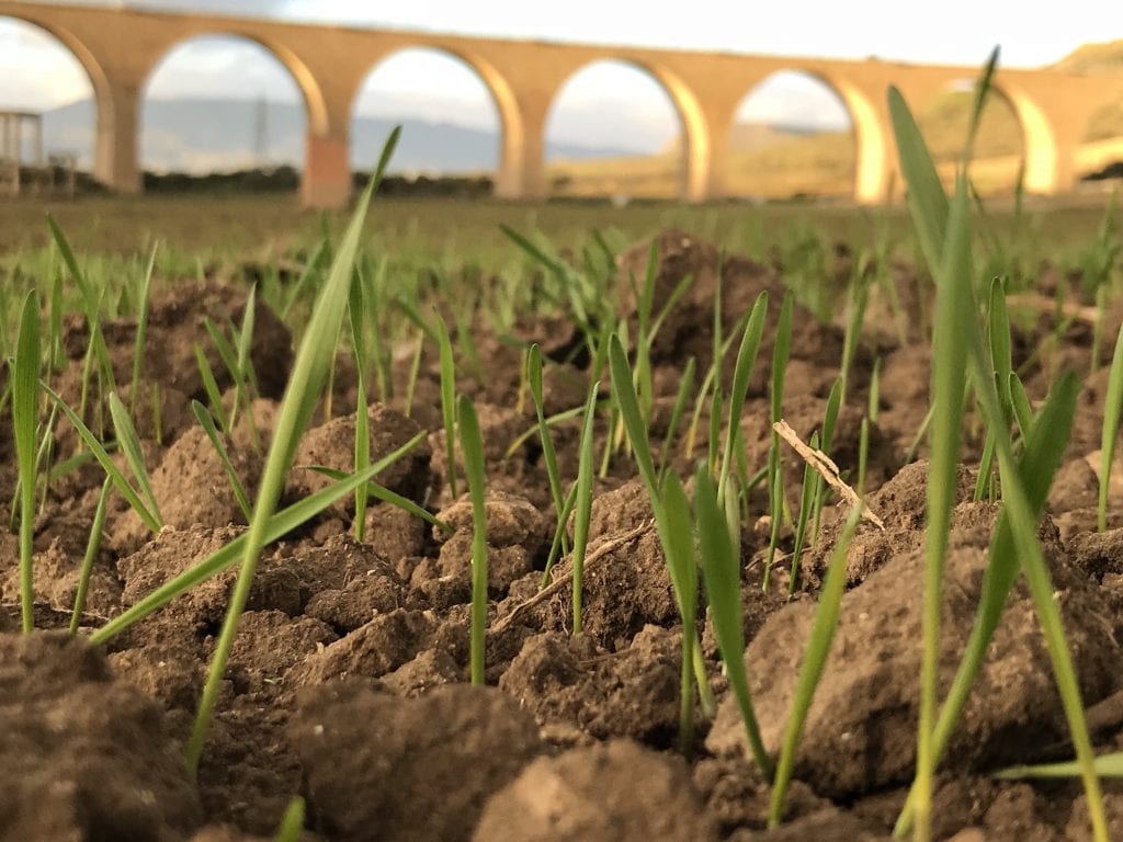 campi dove crescono i grani Tiraditto e Pilusedda