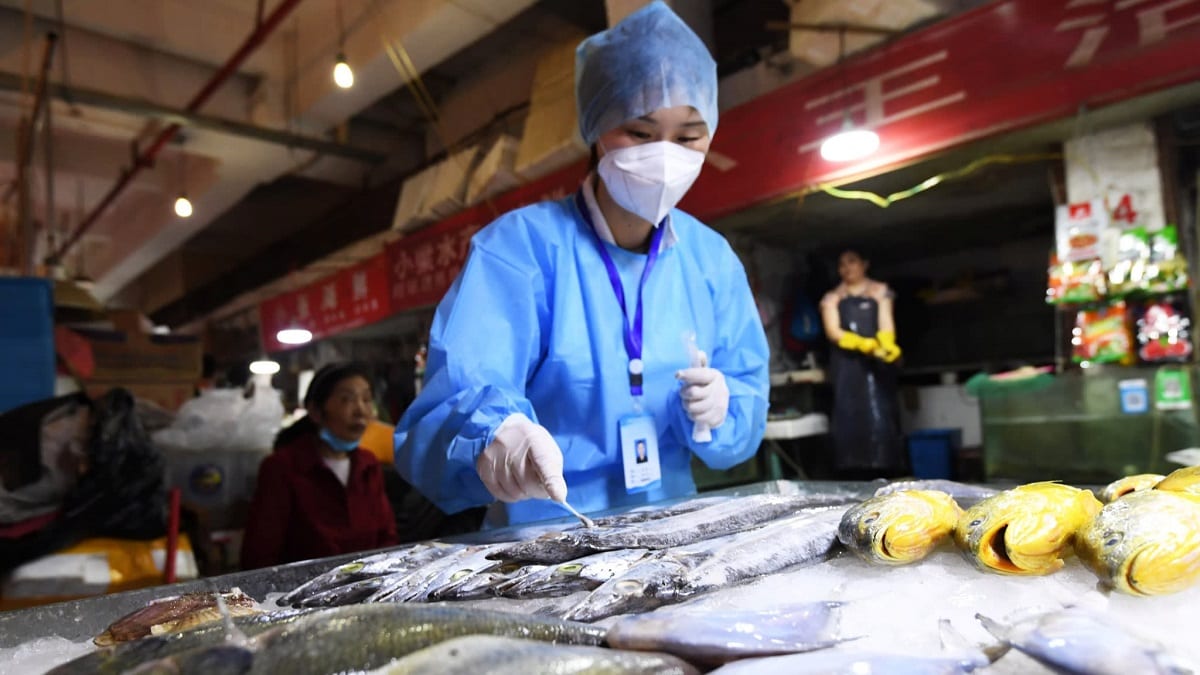Controllo di pesce surgelato in Cina