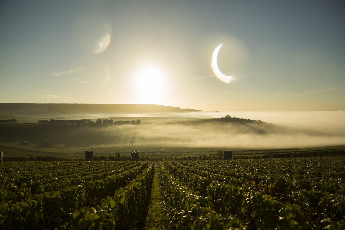 La vigna di Dom Perignon