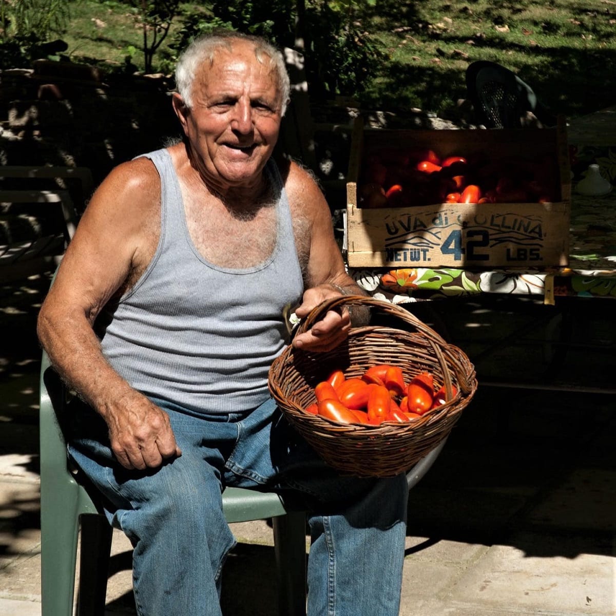 Raccolta dei pomodori nell'orto