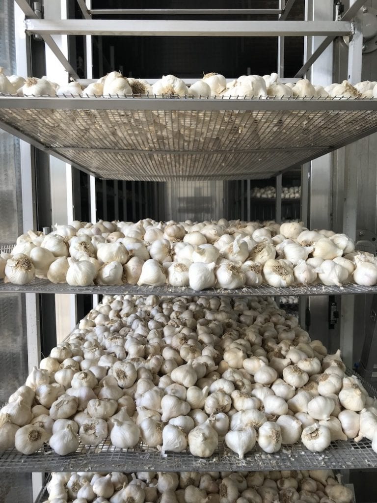 teste di aglio da fermentare