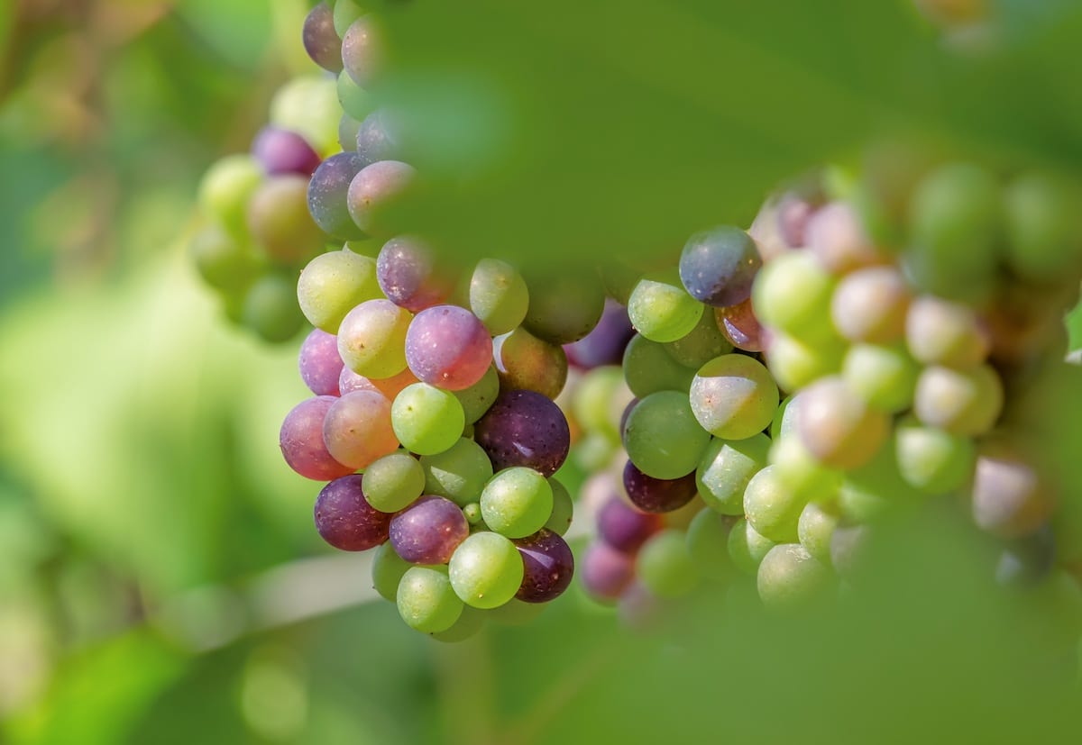 vino naturale - uve - Foto di Couleur da Pixabay