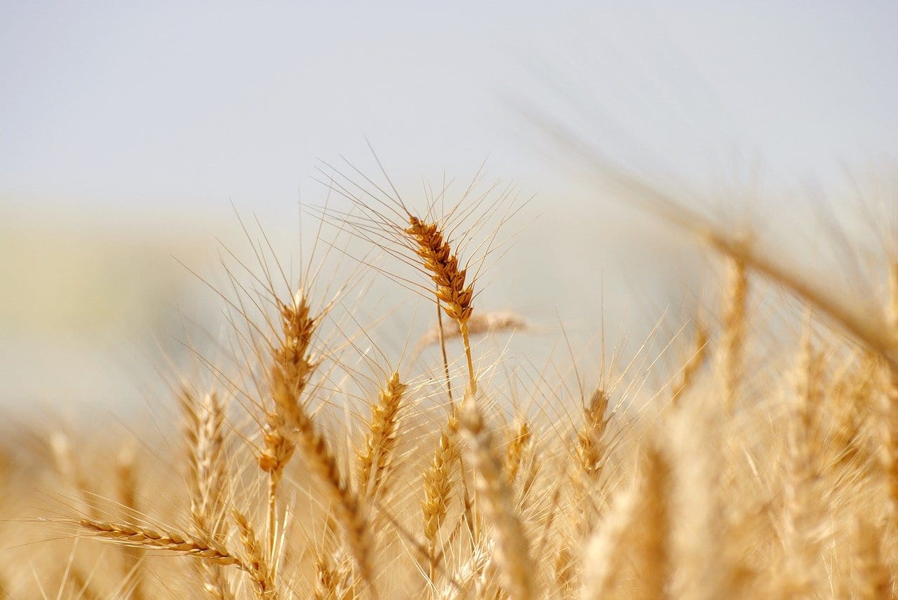 Natura in Tavola- campo grano frosinate
