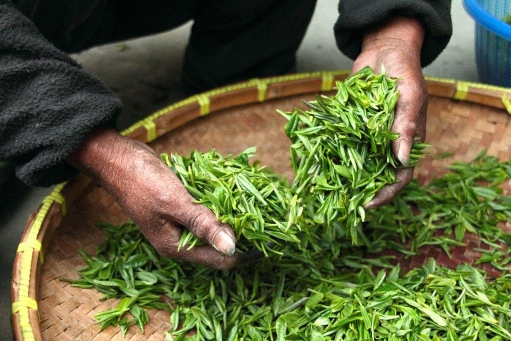 Selezione foglie tè matcha