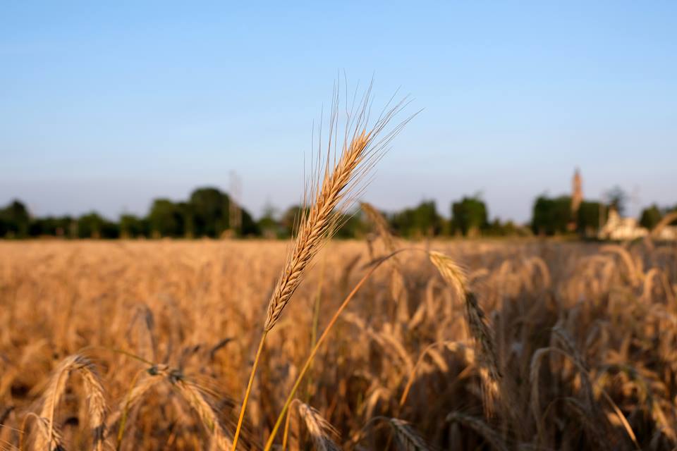 Campo di cereali a Chiaravalle