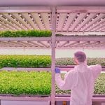 La vertical farm di Planet Farms