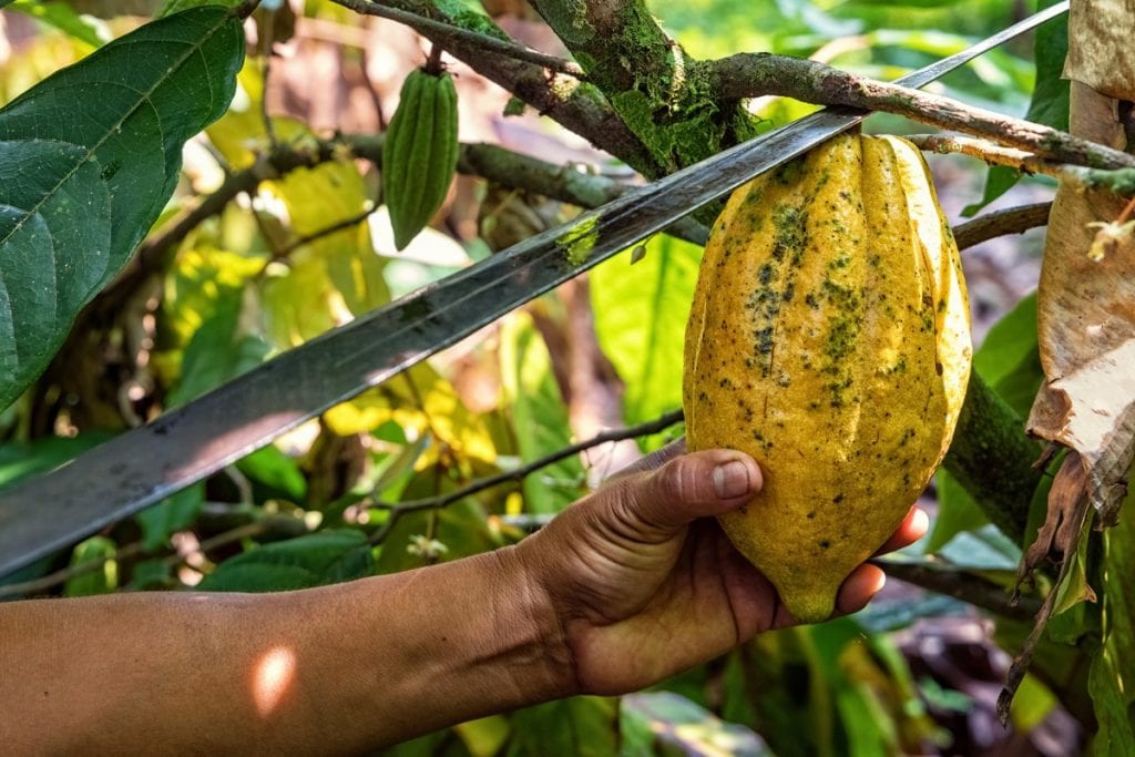 frutto della pianta del cacao