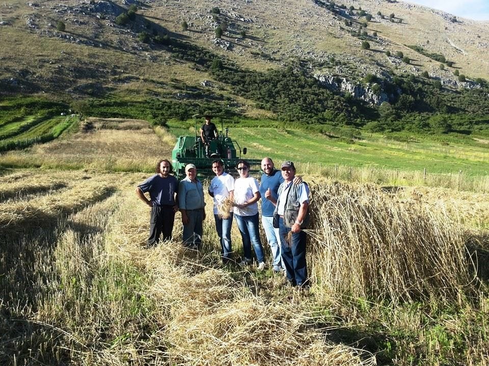 Campo di grano in Cilento