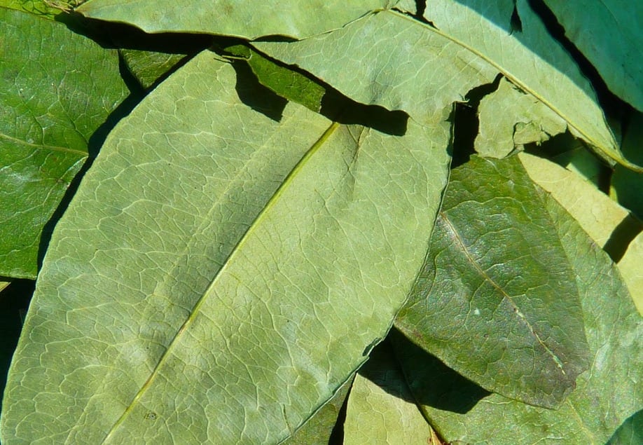 foglie di coca