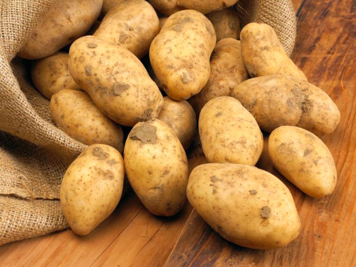 patate del Fucino