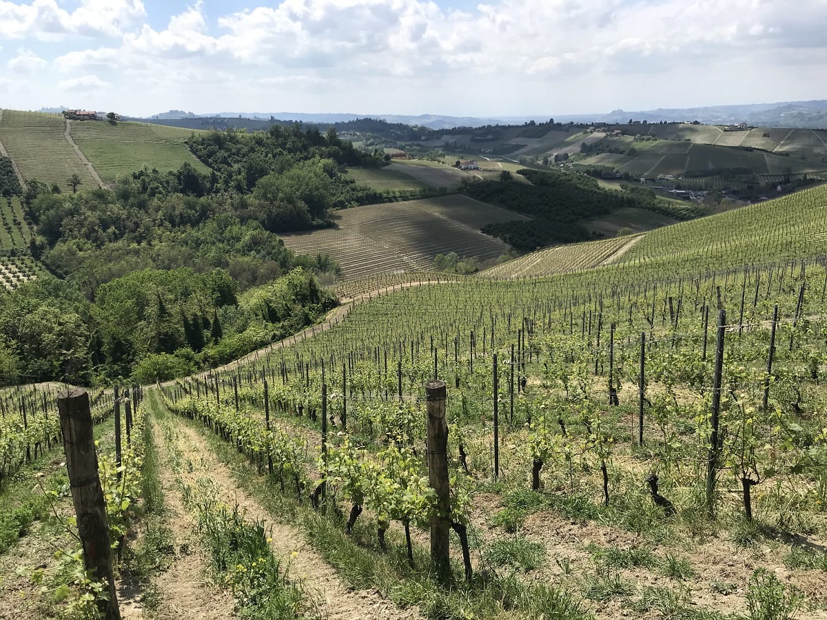 Sul sentiero tra le vigne di Barbaresco