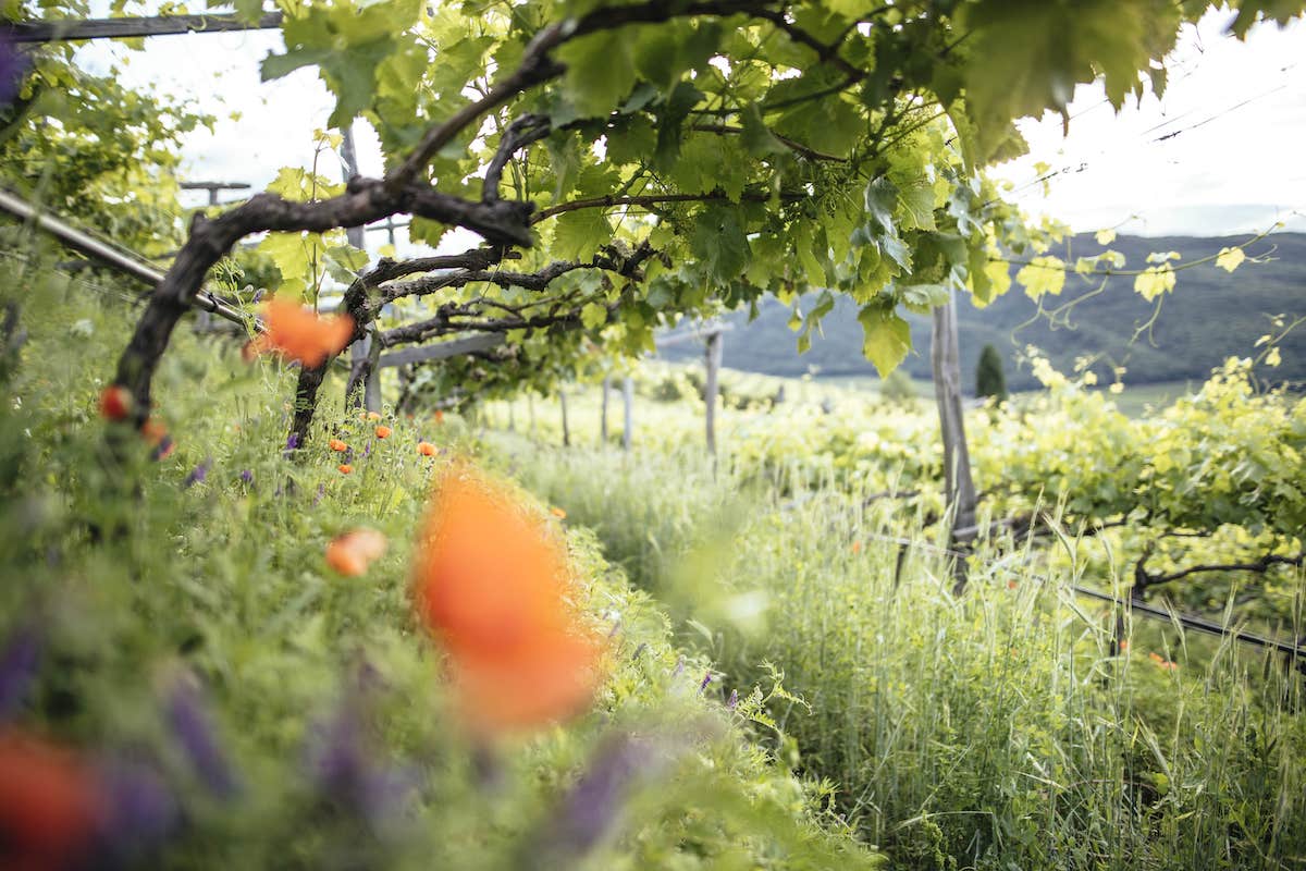 Alto Adige - Paesaggio vigneti_credits_Benjamin Pfitscher