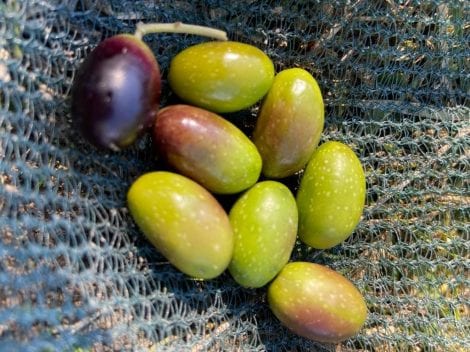 Le olive "aulivello"