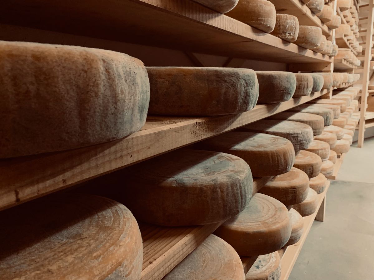 Malga Alta Carnia Sauris - Forme di formaggio a diversi stadi di maturazione