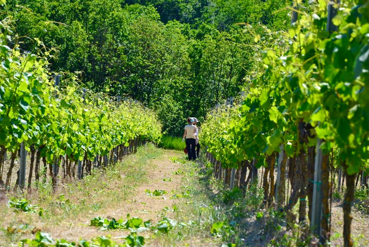 Scopri come sarà la vendemmia 2021