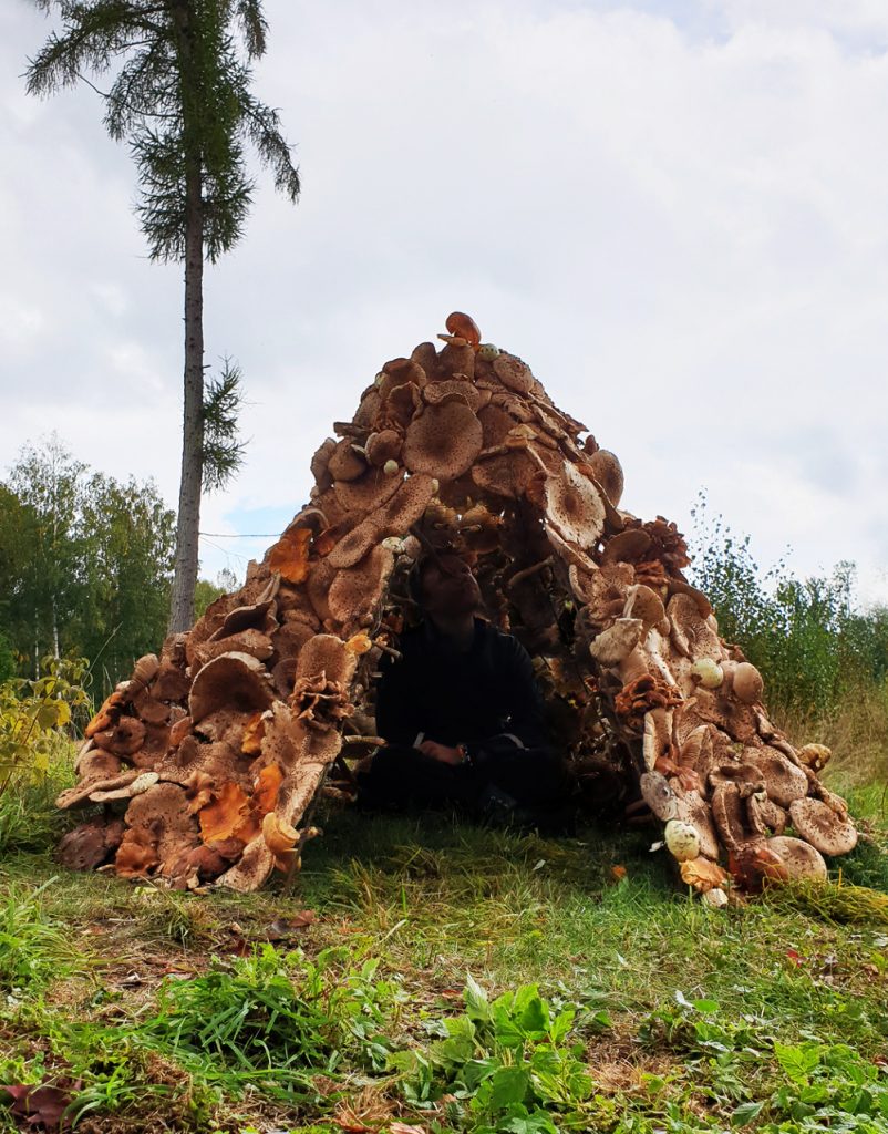 Leggi la storia della capanna di funghi in Svezia