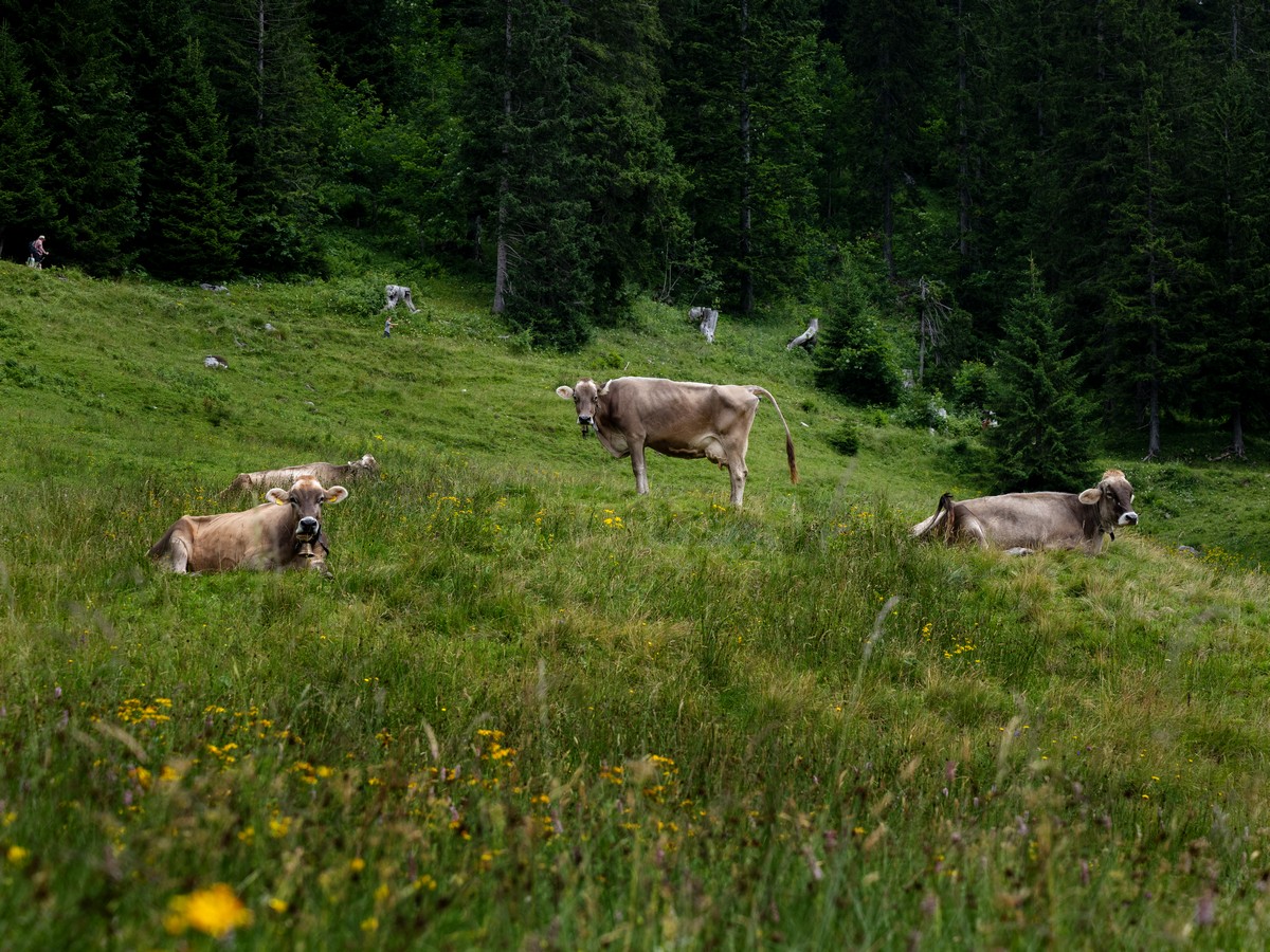 Austria. Viaggio nel Bregenzerwald, tra natura integrale e formaggi di montagna