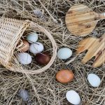 Scopri la storia dell'azienda Solenti Clivi che alleva galline e produce uova