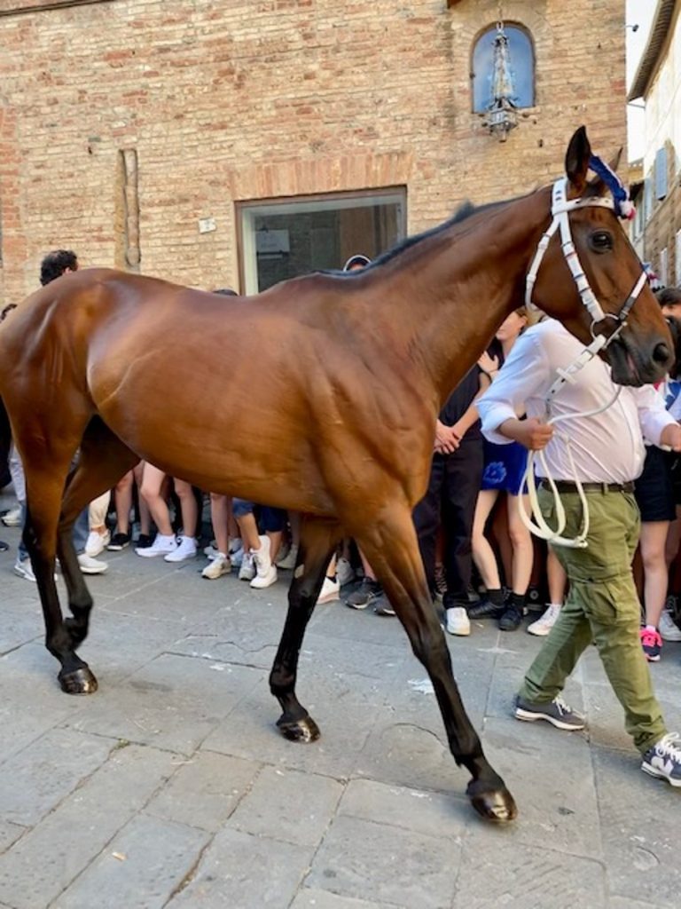cavallo Palio di Siena