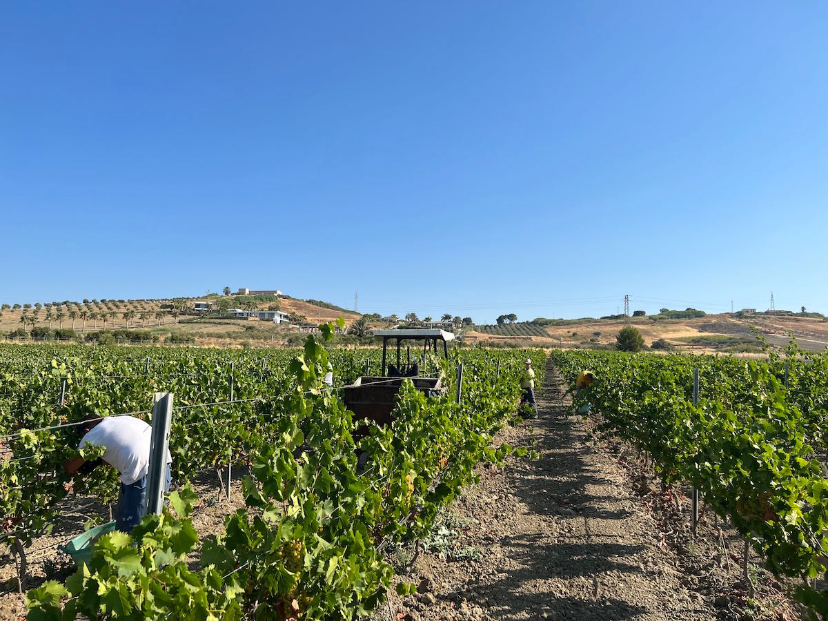 Vendemmia. Al via la campagna 2022: prime uve raccolte in Sicilia