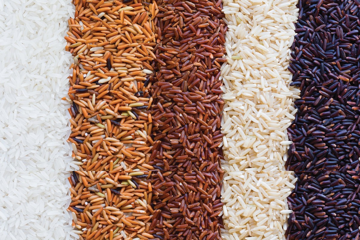 È stato piantato in Italia il riso geneticamente migliorato (ma non è Ogm). Ecco perché è una rivoluzione