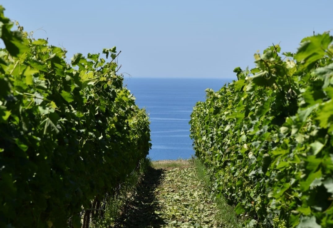Vini Rari: la rinascita della Calabria vinicola con due etichette tutte da scoprire