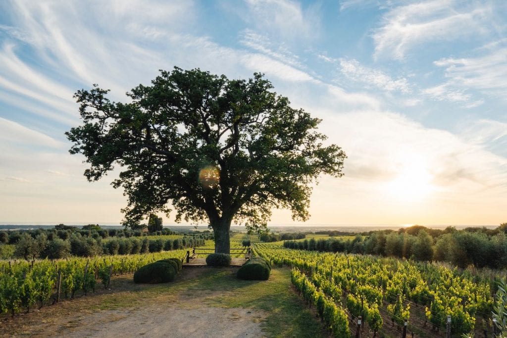 Vineyard Ornellaia