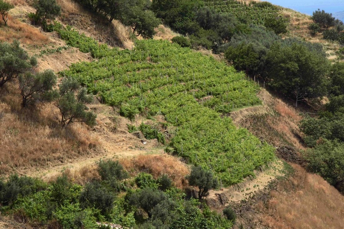 Tre vini di pregio da conoscere prodotti sullo Stretto di Messina