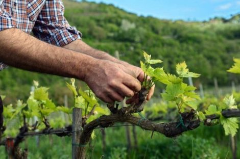 Sostenibilità: al via l'accordo tra Equalitas e Aiab per un nuovo modello di viticoltura