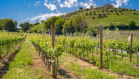 Berebene: vini del Lazio dal migliore rapporto qualità-prezzo