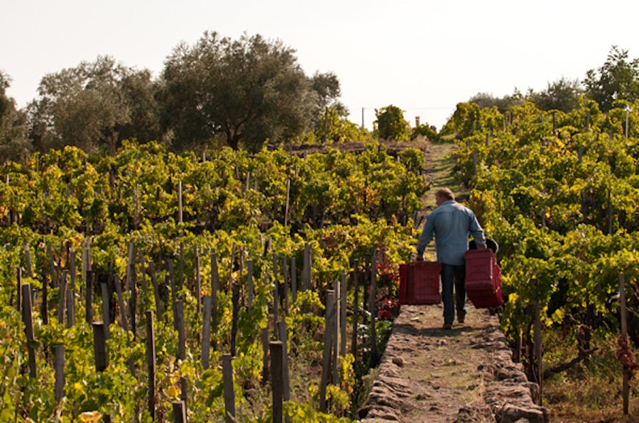 Centenaria-con-vignere. I custodi delle vigne dell'Etna