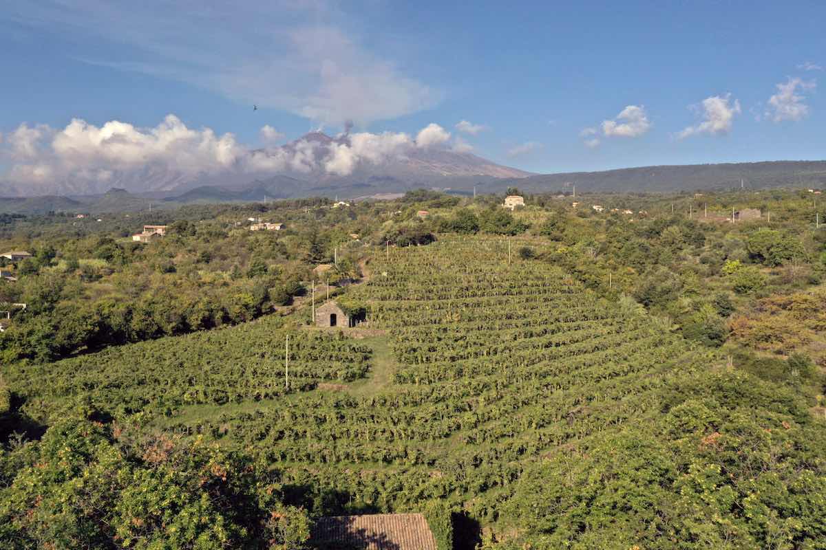 I custodi delle vigne dell'Etna. Vigna Puntalazzo aerea