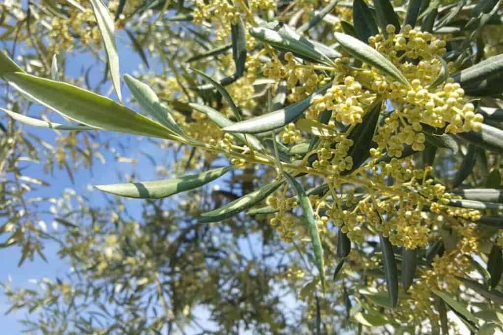 masciantonio olive