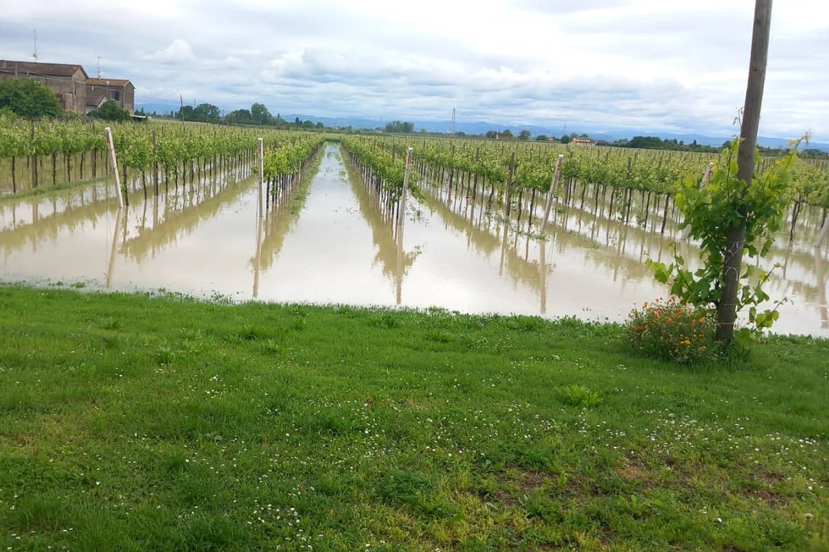 Alluvione in Emilia-Romagna e Marche. Ora è allerta per le fitopatie