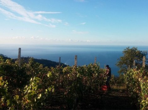 Viaggio via mare dalla Liguria alla Sardegna per scoprire due vini rarissimi da meditazione