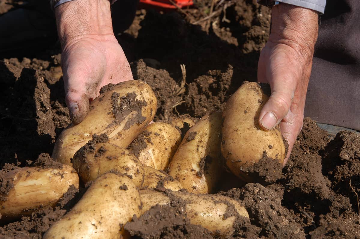 Patate in Italia, al via la campagna per conoscerle meglio - Gambero Rosso