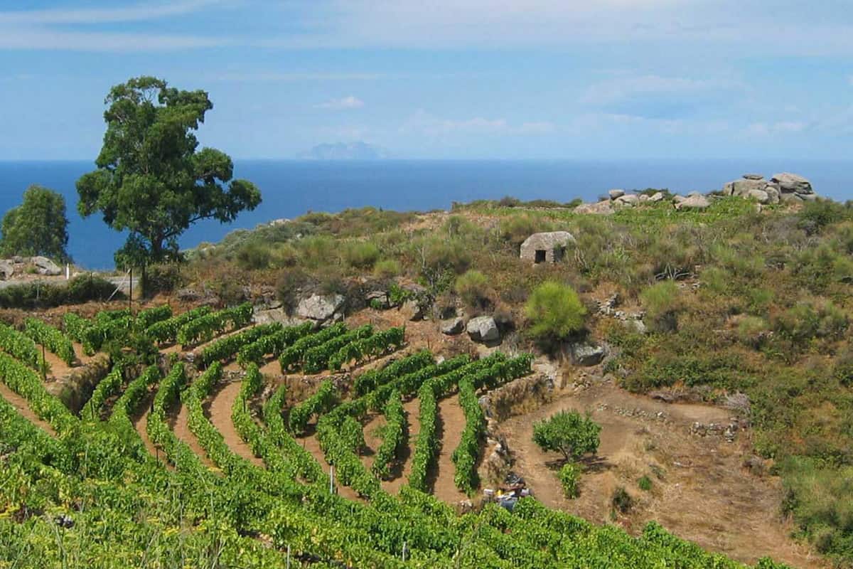 Viticoltura eroica sull'isola del Giglio. In apertura, un grappolo di Ansonica. Foto di Stefano Casati