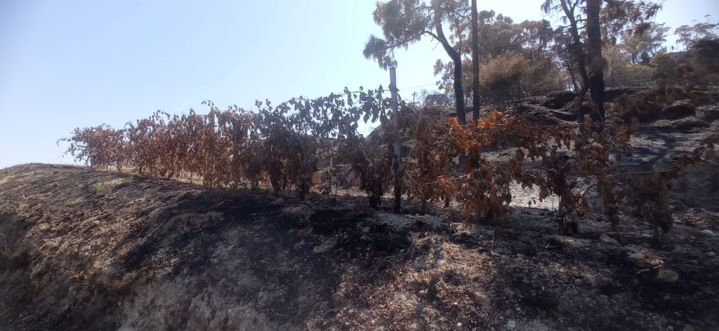 Bonavita: filari bruciati incendi in sicilia nel messinese