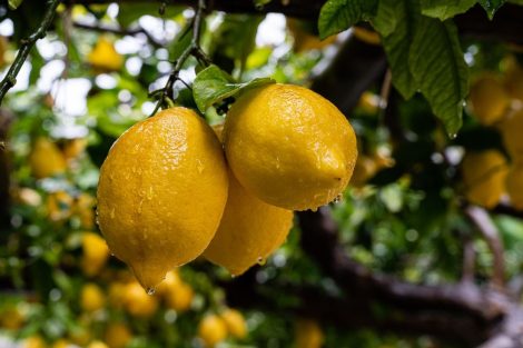 Sfusato Costa D’Amalfi, tutti i segreti del limone importato dagli arabi