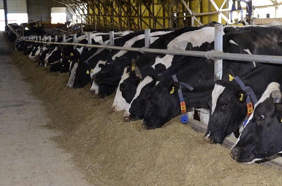 Dairy cows at a farm. Free public domain CC0 image. vacche mucche in stalla