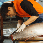 lavorazione del tonno in Giappone