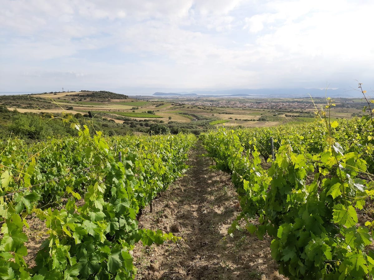 Sardegna - pre-vendemmia 2023 - panorama vigneti