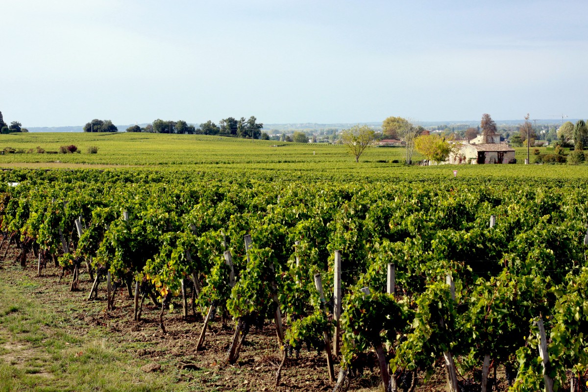 Vineyards_of_St_Emilion