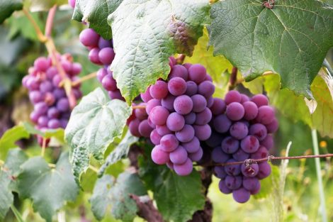 "La viticoltura europea non raggiunge gli obiettivi ambientali". Lo dice la Corte dei Conti