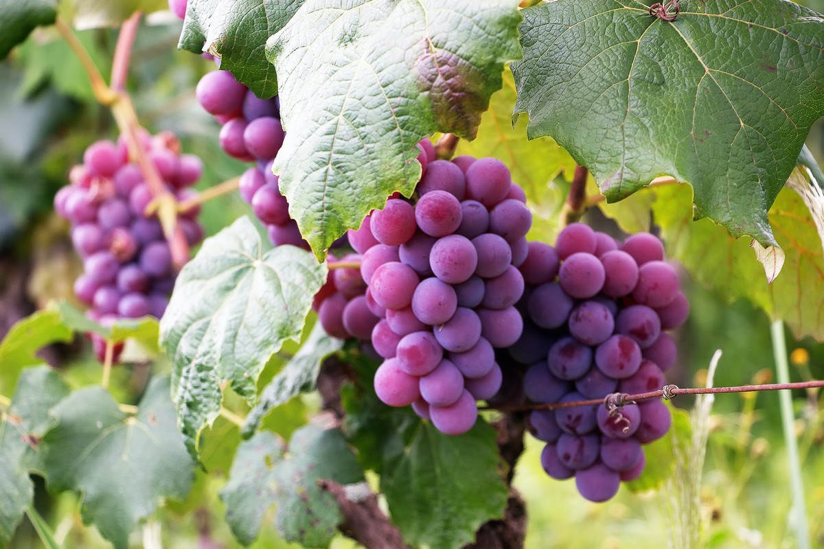 “Basta pregiudizi sui vitigni resistenti. In Francia un vanto, in Italia ci nascondiamo”. Intervista al presidente di Piwi Italia