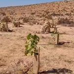 Israele - vigne deserto Negev - credits Lior Schwimmer - Israel nature and park authority