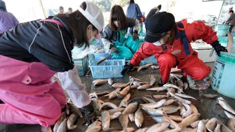 Niente paura per il pesce di Fukushima. Le analisi non hanno ritrovato tracce di materiale radioattivo